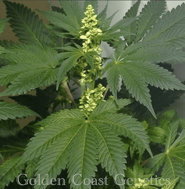 BOEL Vintage Afghani 10 Regular Seeds - Image 5