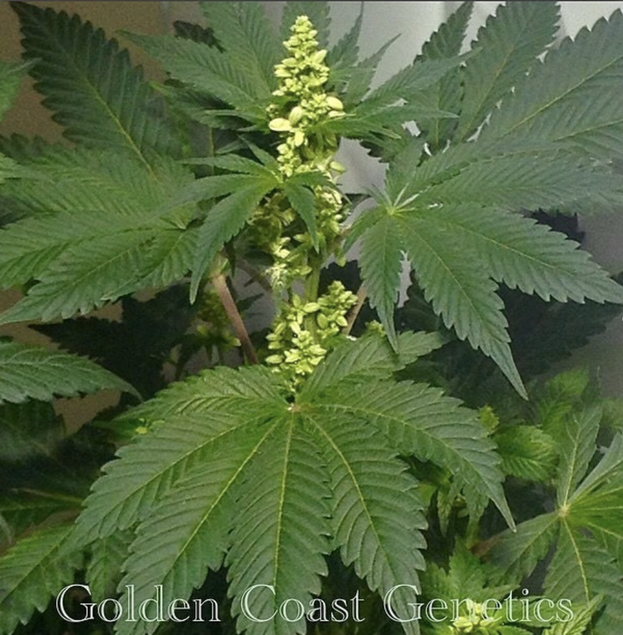 BOEL Vintage Afghani 10 Regular Seeds - Image 5