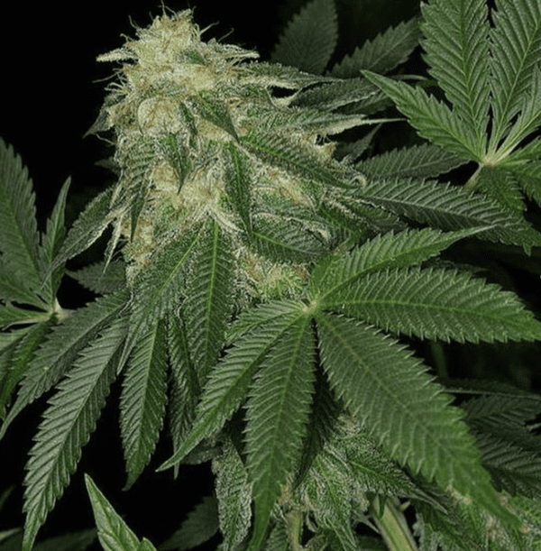 BOEL Vintage Afghani 10 Regular Seeds - Image 4