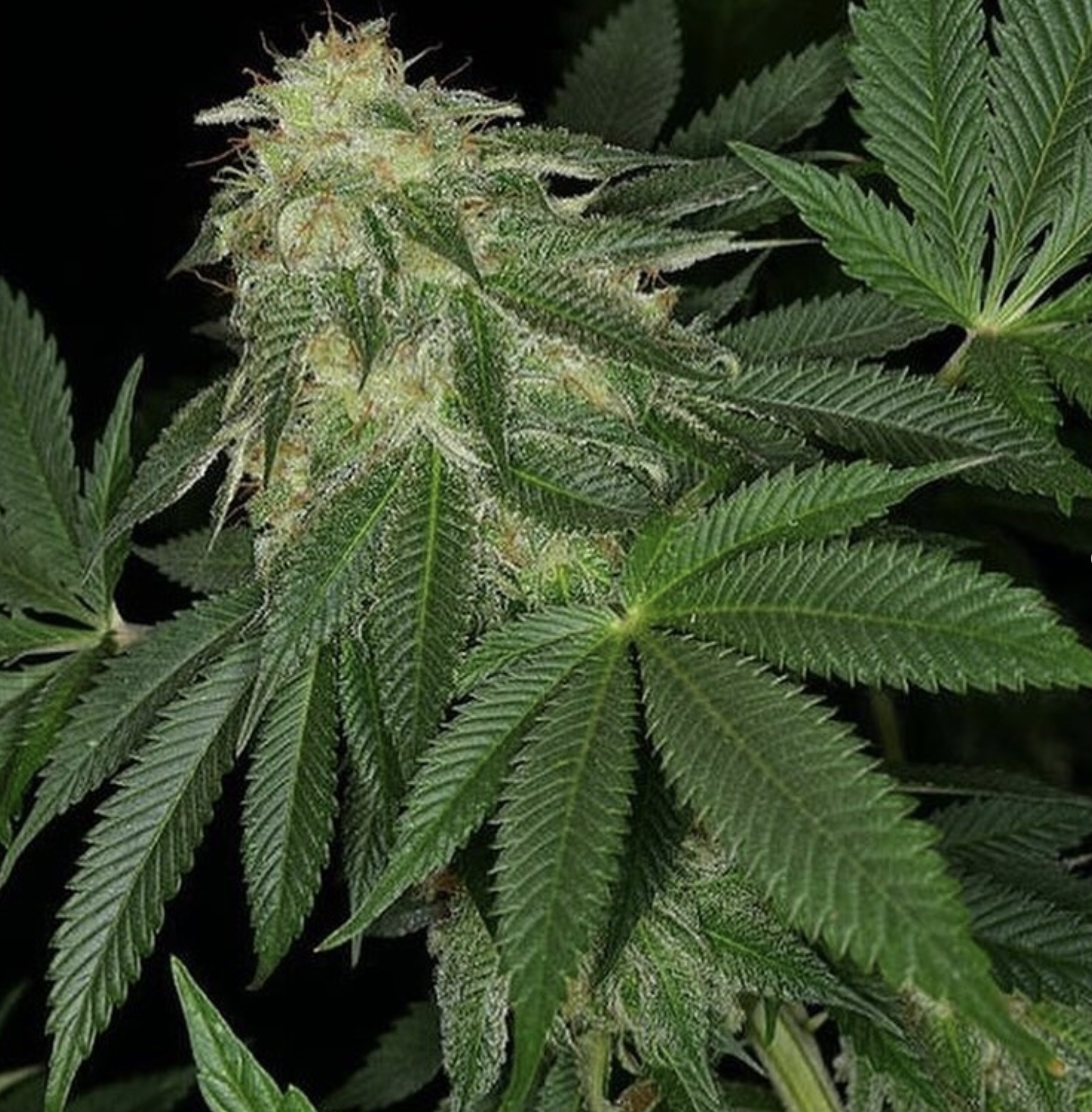 BOEL Vintage Afghani 10 Regular Seeds - Image 4