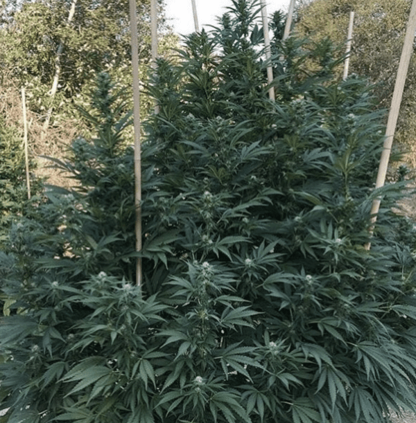 BOEL Vintage Afghani 10 Regular Seeds - Image 2