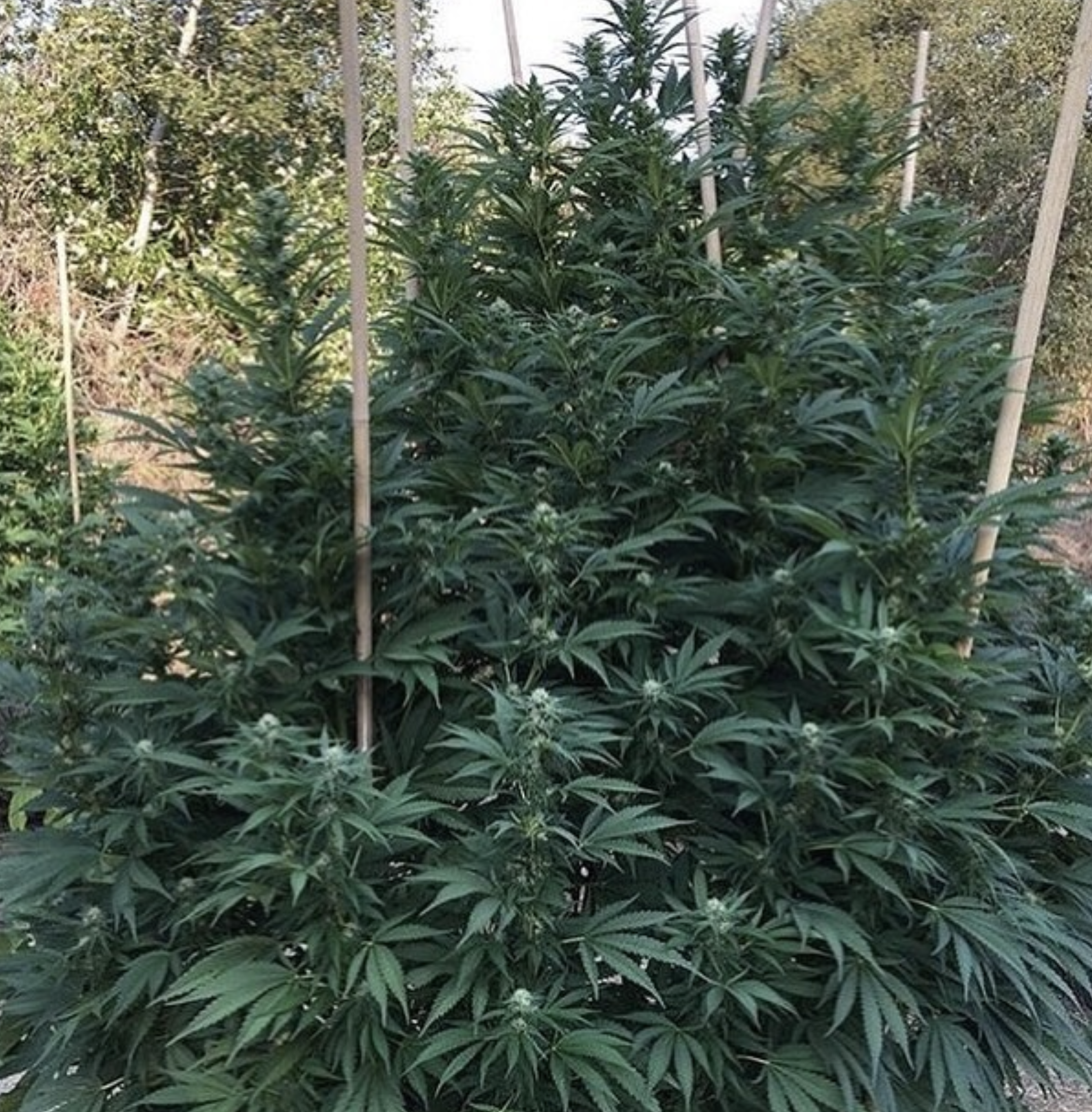 BOEL Vintage Afghani 10 Regular Seeds - Image 2