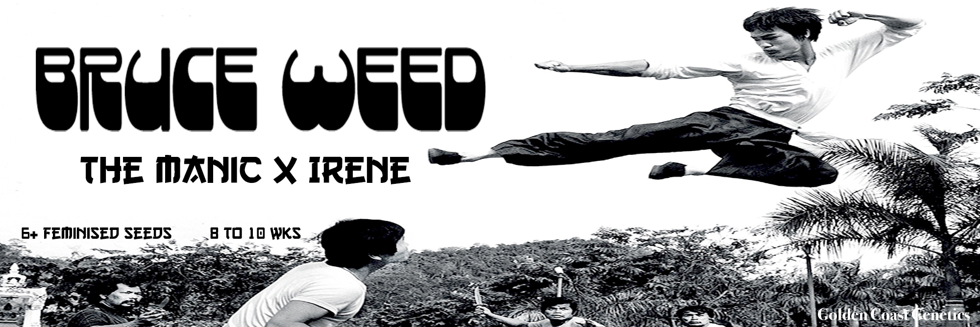 Bruce Weed S1 (The Manic x Irene) 6 Feminized Seeds