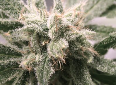 Deacon Blues F1 (Blueberry Hashplant x Big Detroit Energy) 10 Feminized Seeds