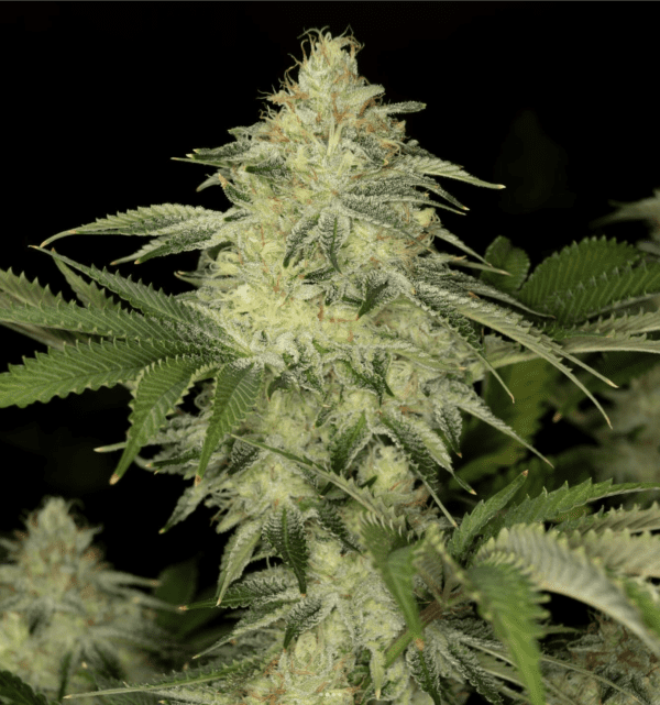 Garlic Skunk BX 10 Regular Seeds - Image 3