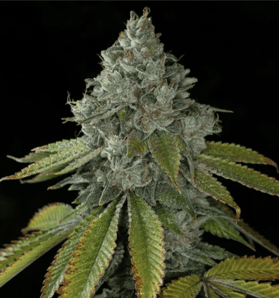 Garlic Skunk Frost