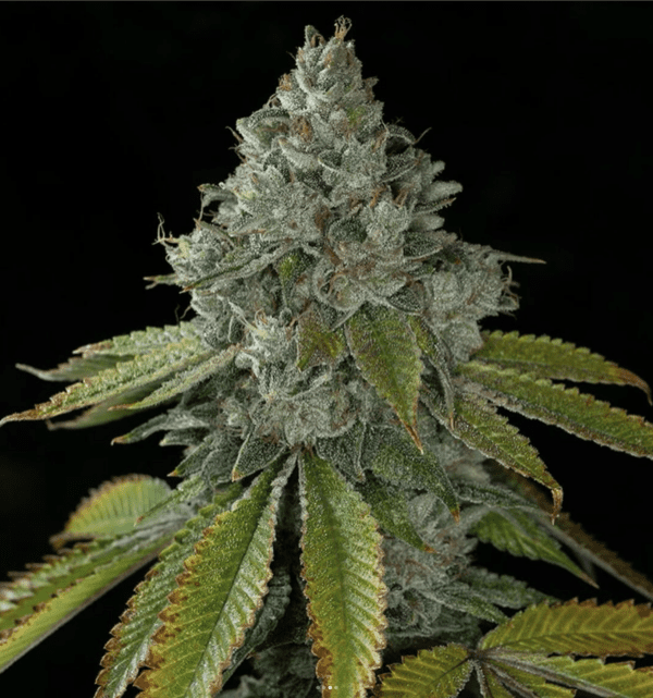 Garlic Skunk BX 10 Regular Seeds - Image 2