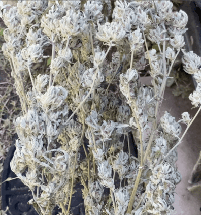 Garlic Skunk Untrimmed