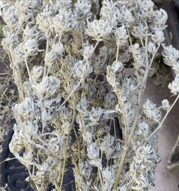 Garlic Skunk BX 10 Regular Seeds - Image 4