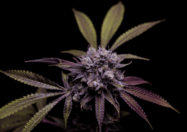 Green Bodhi Tenzin Kush #2 x Ancient OG 21 Regular Seeds - Image 2