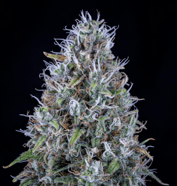 Hubbabubbasmelloscope F6 Auto 3 Feminized Autoflower Seeds - Image 3