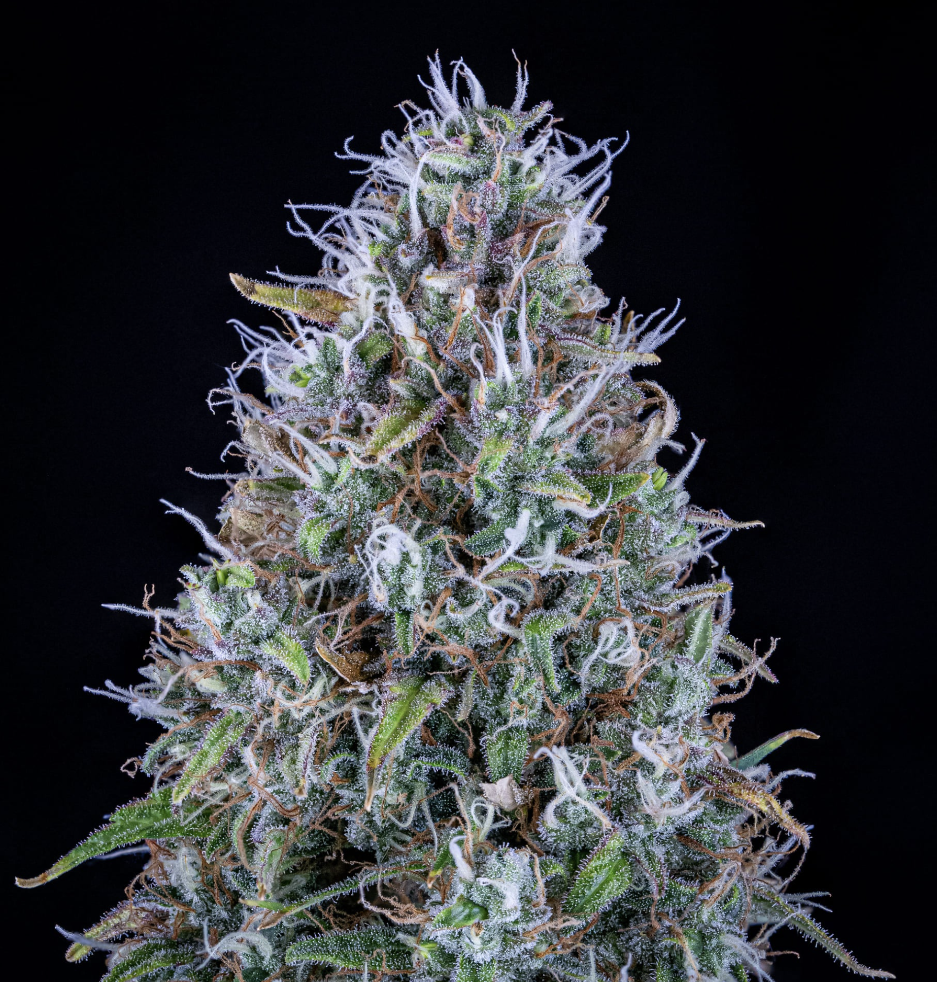 Hubbabubbasmelloscope F6 Auto 3 Feminized Autoflower Seeds - Image 3