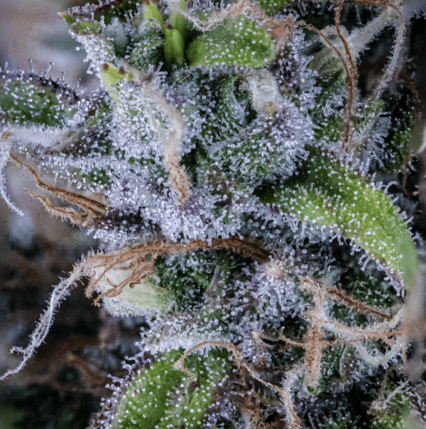 Hubbabubbasmelloscope F6 Auto 3 Feminized Autoflower Seeds - Image 4