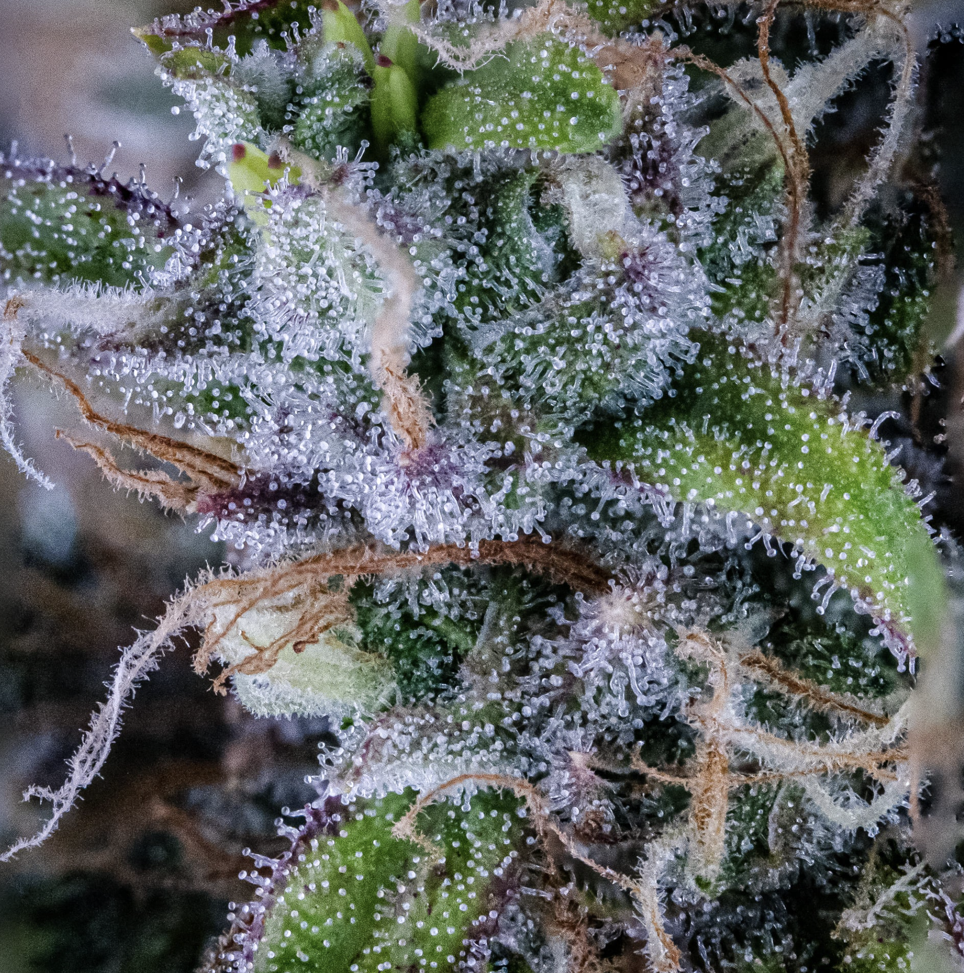 Hubbabubbasmelloscope F6 Auto 3 Feminized Autoflower Seeds - Image 4