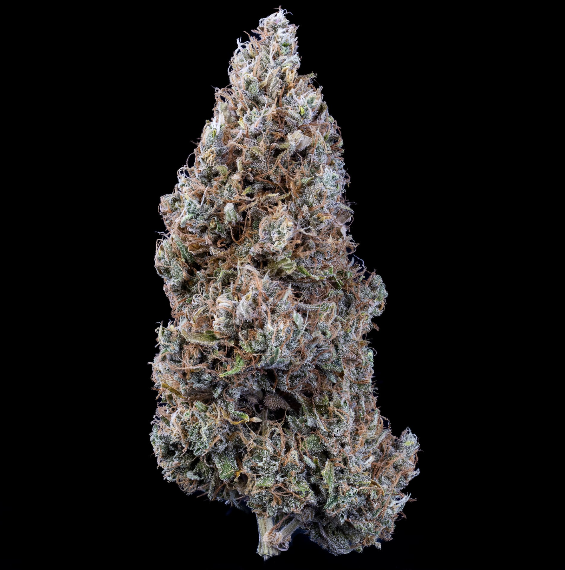 Hubbabubbasmelloscope F6 Auto 3 Feminized Autoflower Seeds - Image 5