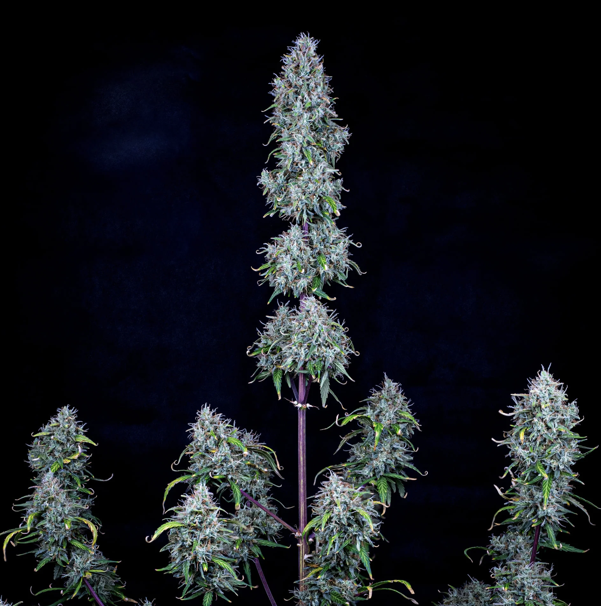 Hubbabubbasmelloscope F6 Auto 3 Feminized Autoflower Seeds - Image 2