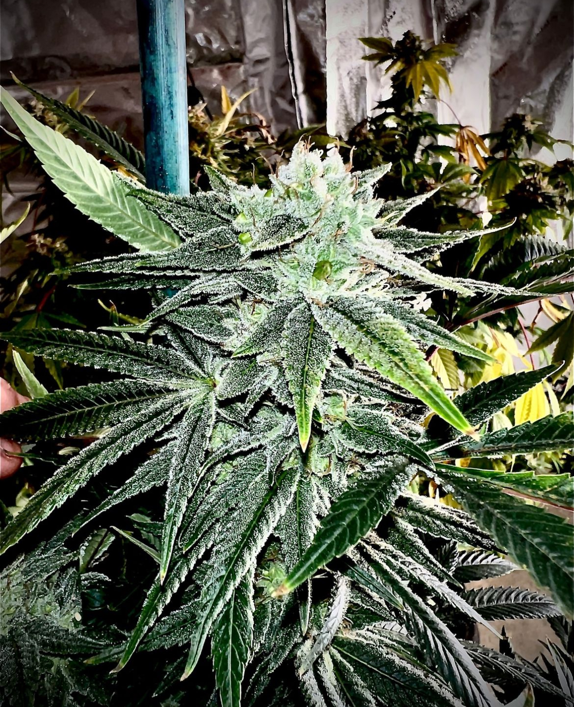 JWoww BX 20+ Regular Photoperiod Seeds - Image 3