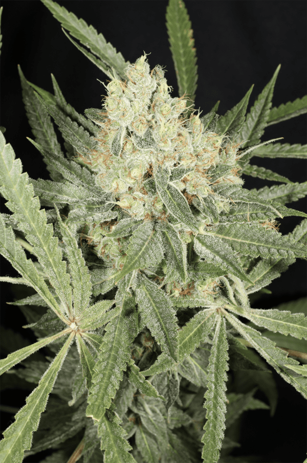 Kernel PuTang S1 7 Feminized Seeds - Image 3