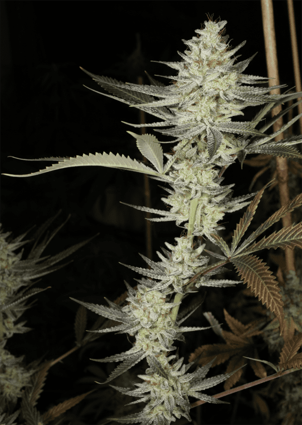 Kernel PuTang S1 7 Feminized Seeds - Image 2