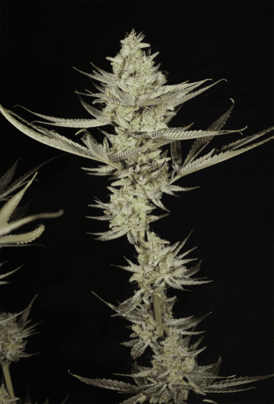 Kernel PuTang S1 7 Feminized Seeds
