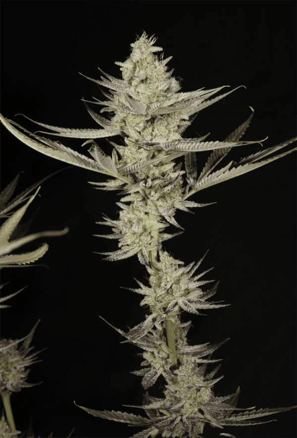 Kernel PuTang S1 7 Feminized Seeds