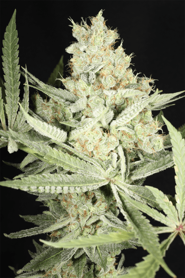 Kernel PuTang S1 7 Feminized Seeds - Image 4