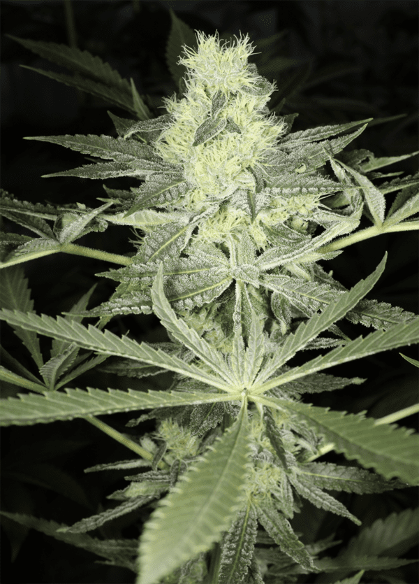 Kernel PuTang S1 7 Feminized Seeds - Image 5