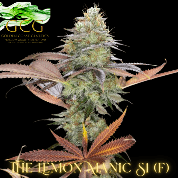 The Lemon Manic S1 6 Feminized Seeds