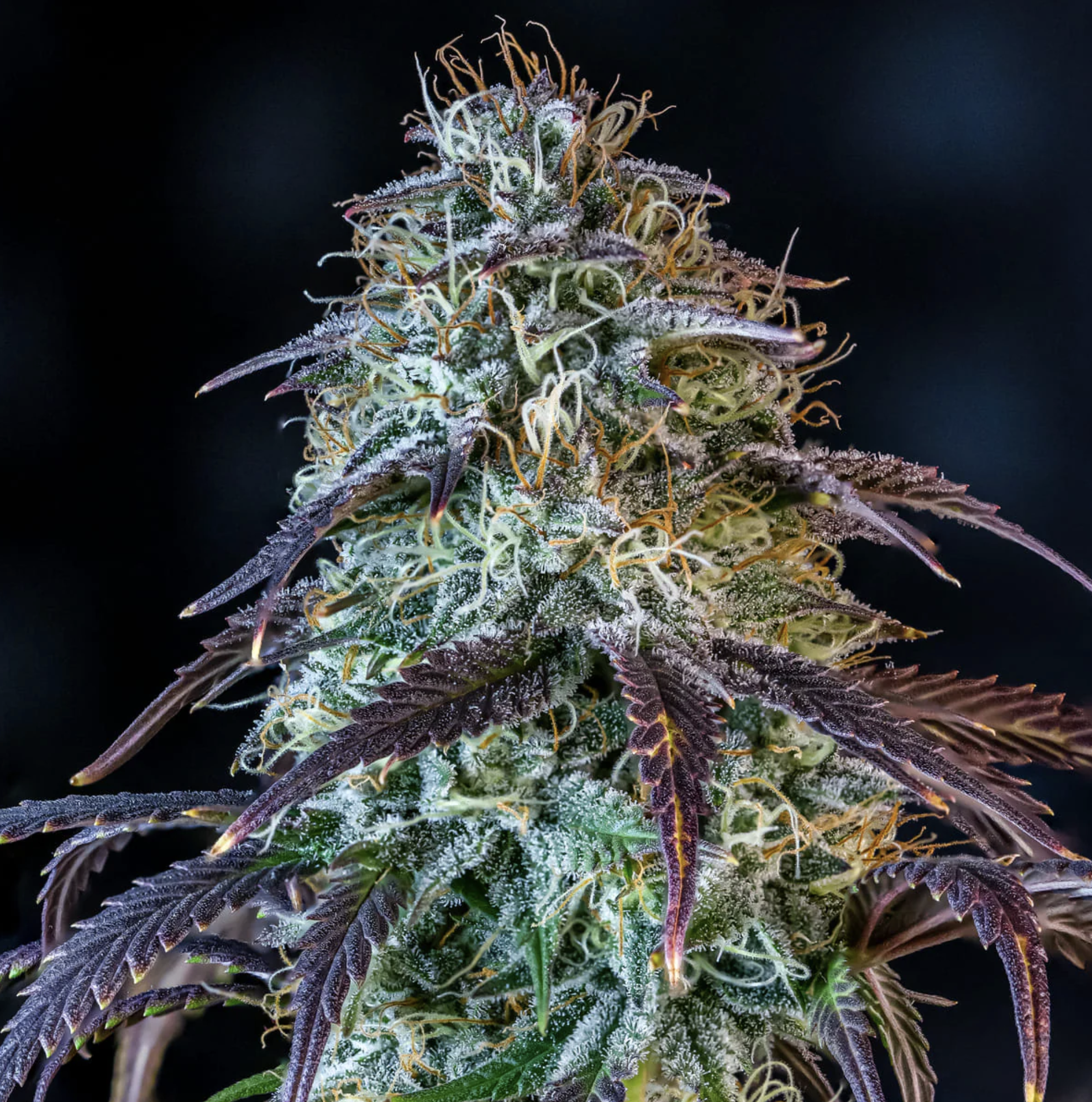 Mephisto’s Wedding F3 Auto 3 Feminized Autoflower Seeds - Image 3