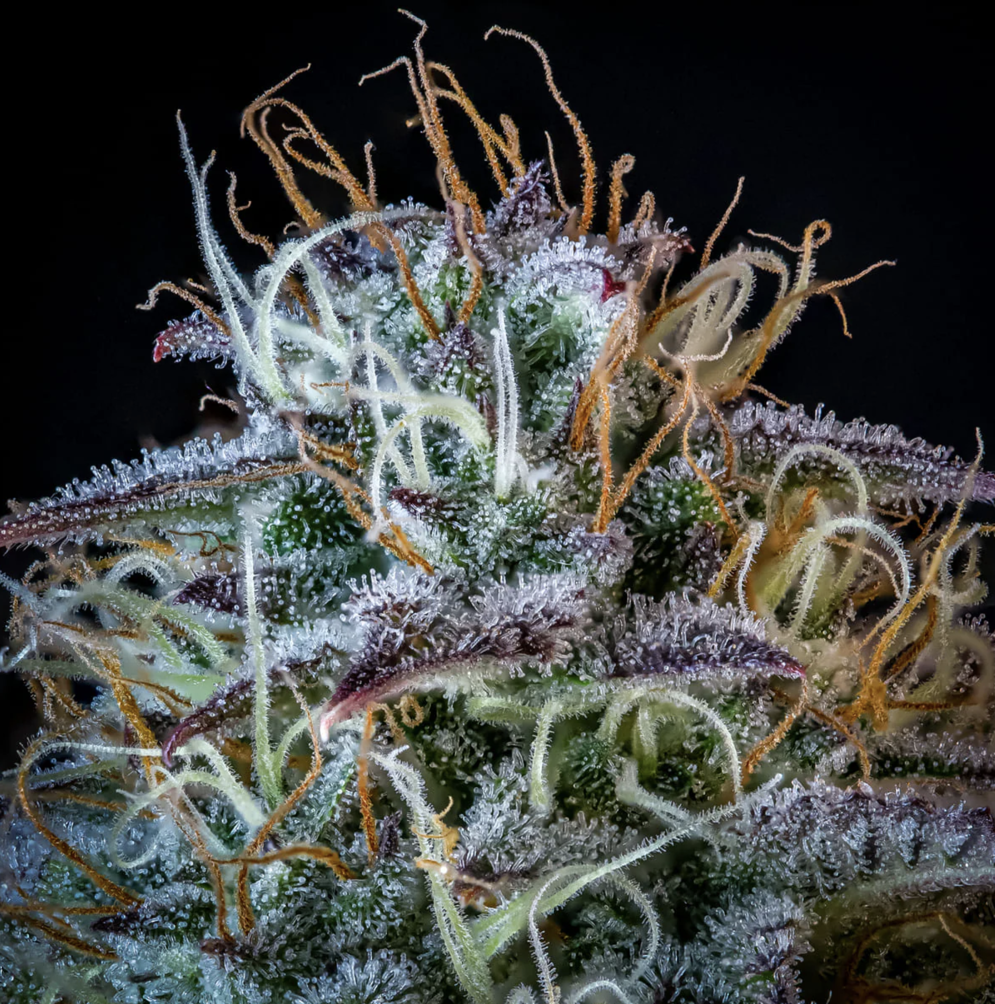 Mephisto’s Wedding F3 Auto 3 Feminized Autoflower Seeds - Image 4