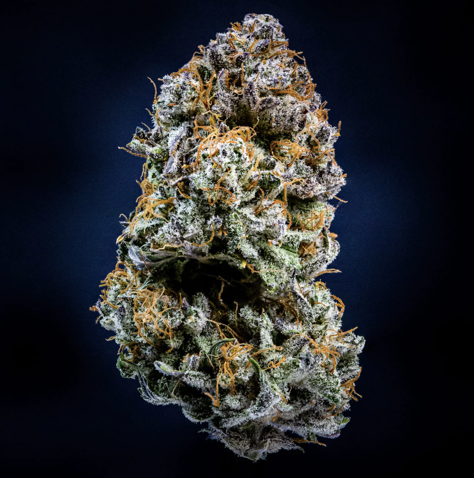 Mephisto’s Wedding F3 Auto 3 Feminized Autoflower Seeds - Image 5