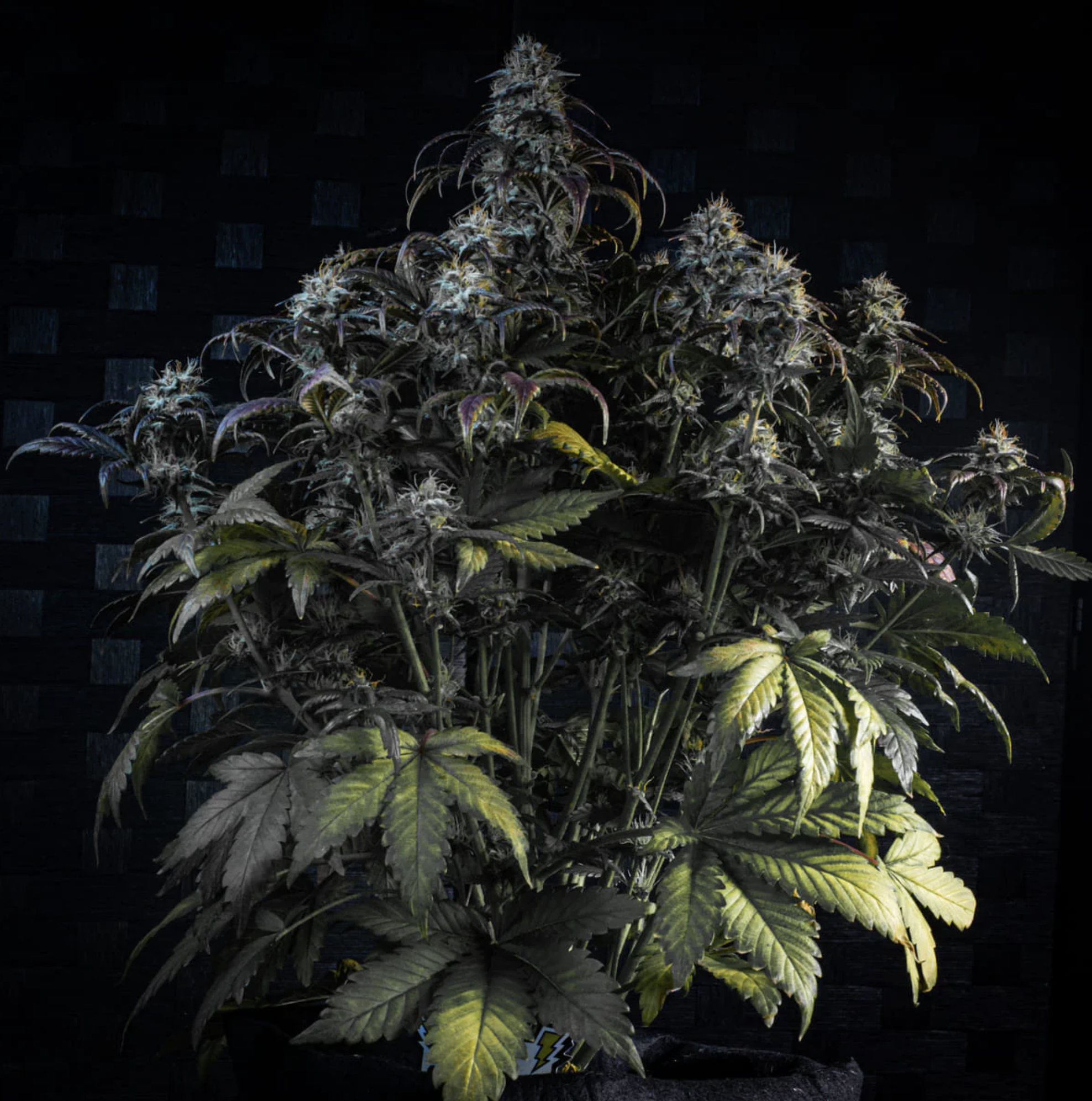 Mephisto’s Wedding F3 Auto 3 Feminized Autoflower Seeds - Image 2
