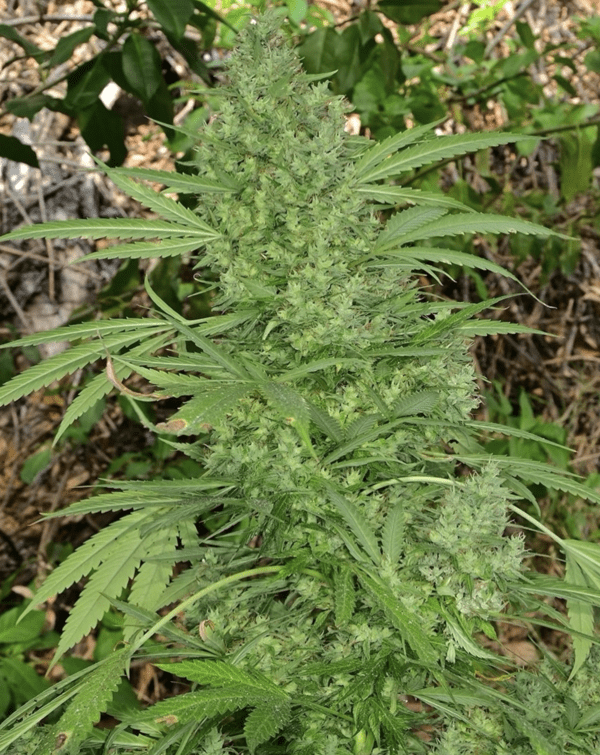 BOEL Columbian IBL 10 Regular Seeds - Image 5