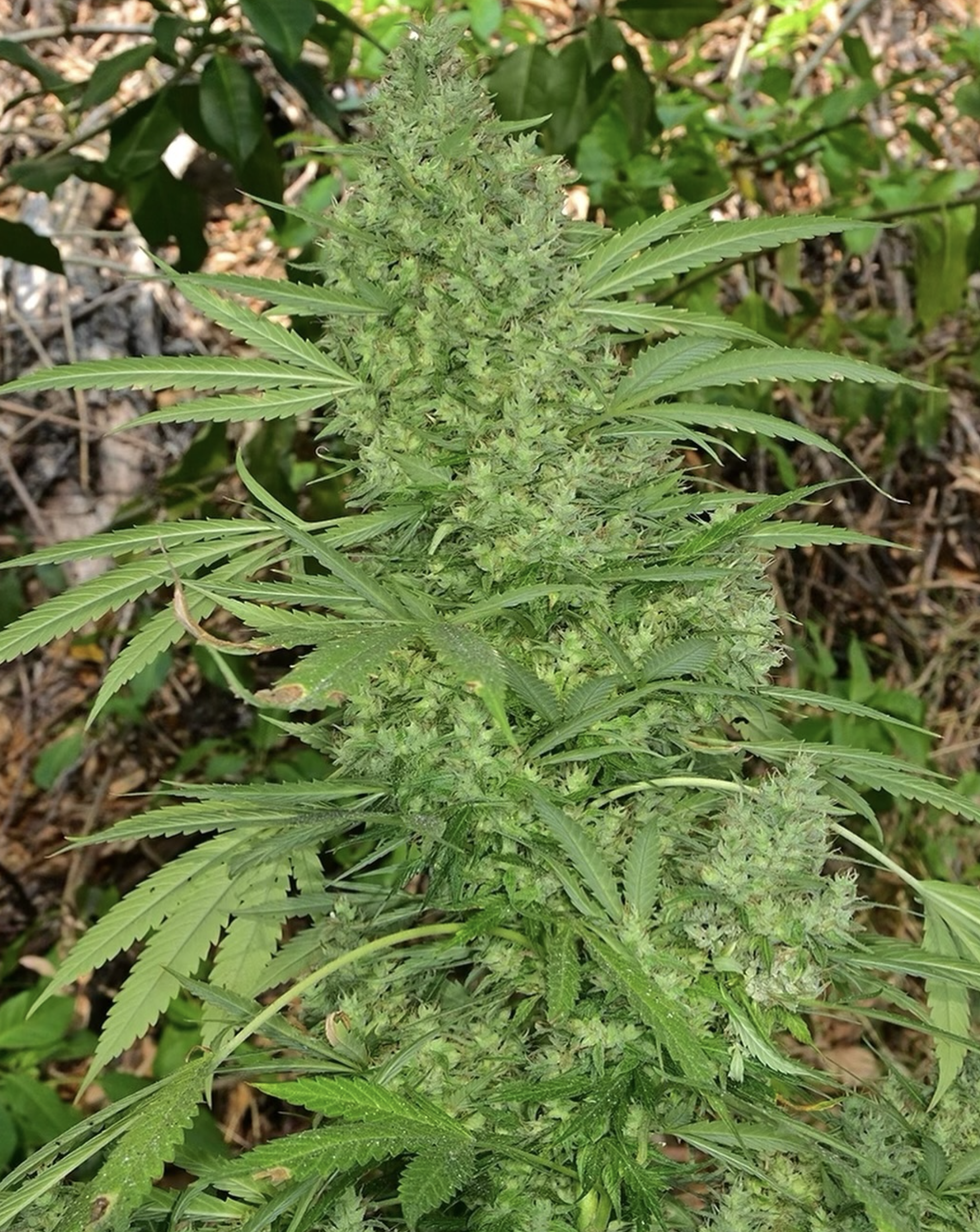 BOEL Columbian IBL 10 Regular Seeds - Image 5