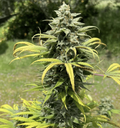 Original Kona Gold IBL 10 Regular Seeds