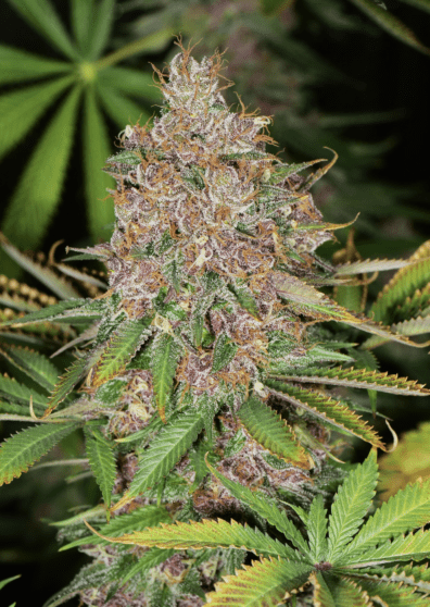 Pineapple Mushroom Pupil F1 7 Feminized Seeds