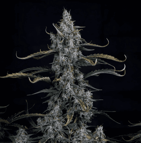 Skystomper 2.0 F3 Auto 3 Feminized Autoflower Seeds