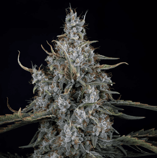Skystomper 2.0 F3 Auto 3 Feminized Autoflower Seeds - Image 4