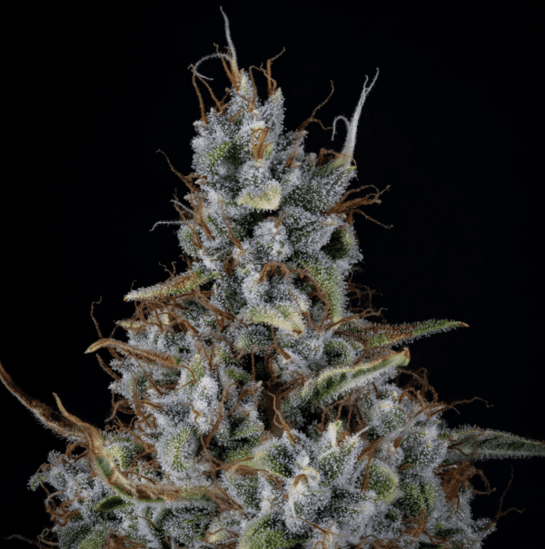 Skystomper 2.0 F3 Auto 3 Feminized Autoflower Seeds - Image 3