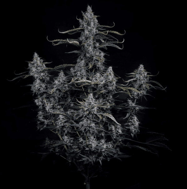 Skystomper 2.0 F3 Auto 3 Feminized Autoflower Seeds - Image 2