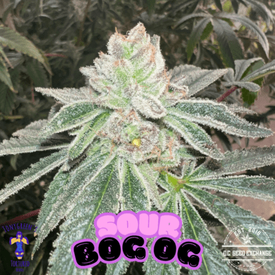 Sour Bog OG F1 20+ Regular Seeds