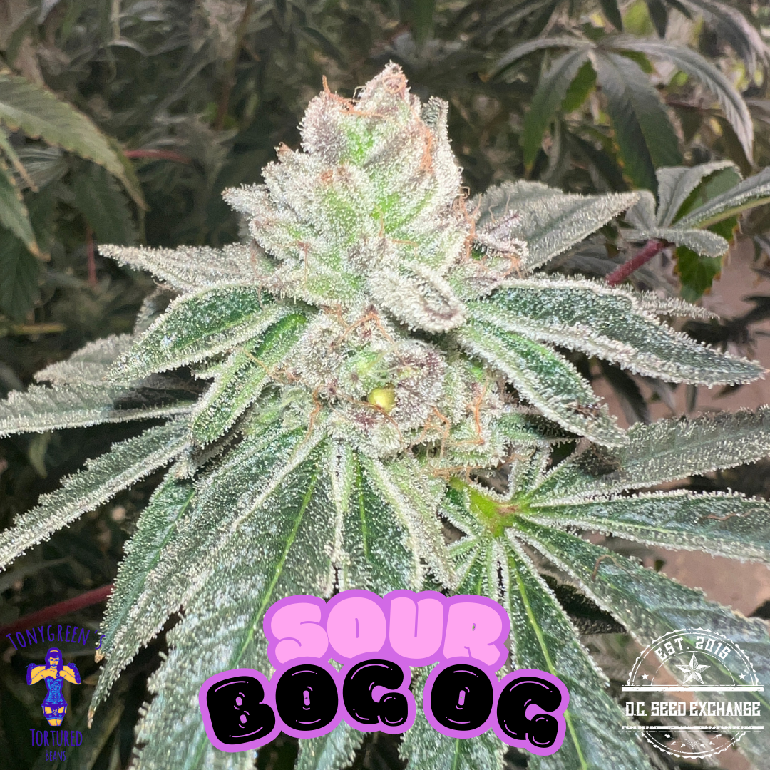 Sour Bog OG F1 20+ Regular Seeds