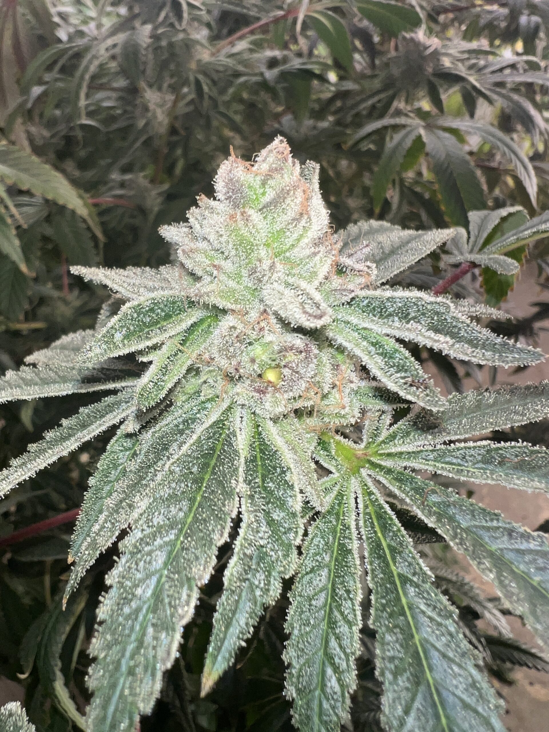 Sour Bog OG F1 20+ Regular Seeds - Image 2