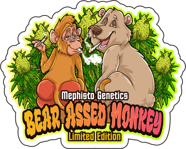 Bear Assed Monkey F1 Auto 3 Feminized Autoflower Seeds - Image 3