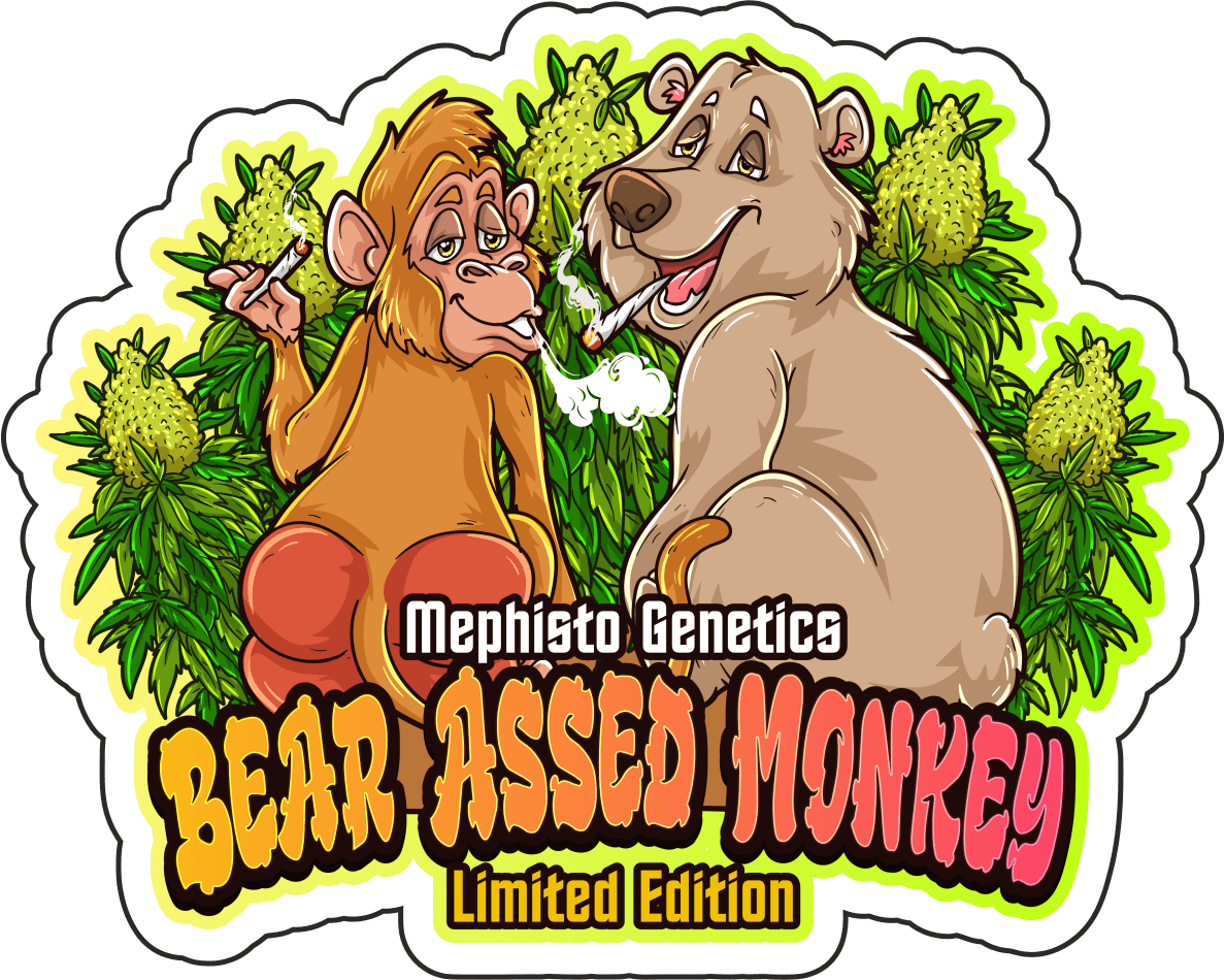 Bear Assed Monkey F1 Auto 3 Feminized Autoflower Seeds - Image 3