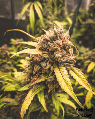 Bear Assed Monkey F1 Auto 3 Feminized Autoflower Seeds