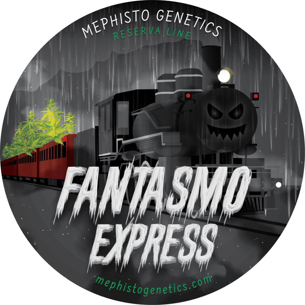 Fantasmo Express F5 Auto 3 Feminized Autoflower Seeds - Image 2