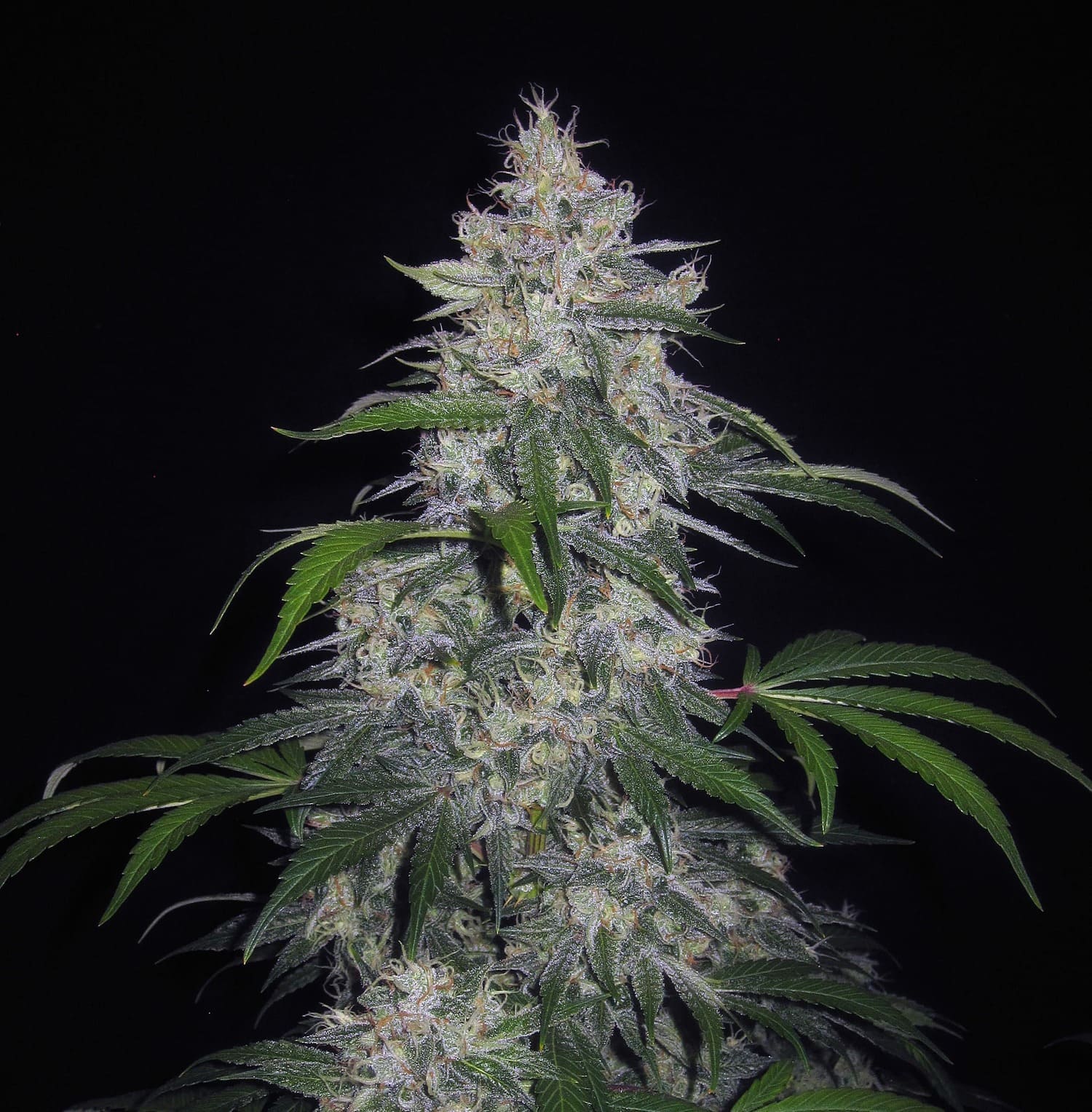 Fantasmo Express F5 Auto 3 Feminized Autoflower Seeds