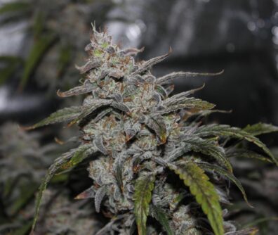 Grape Walker Kush F3 Auto 3 Feminized Autoflower Seeds