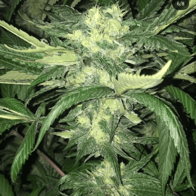 Purple Indica x Lucky Charms 10 Regular Seeds